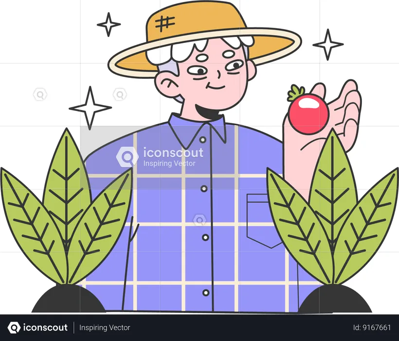 Old man plucks tomatoes from garden  Illustration