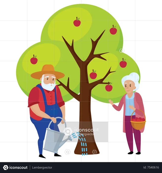 Old man watering to apple tree  Illustration