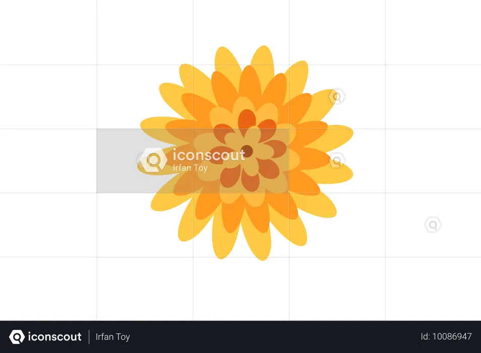 オレンジ色の菊の花  イラスト