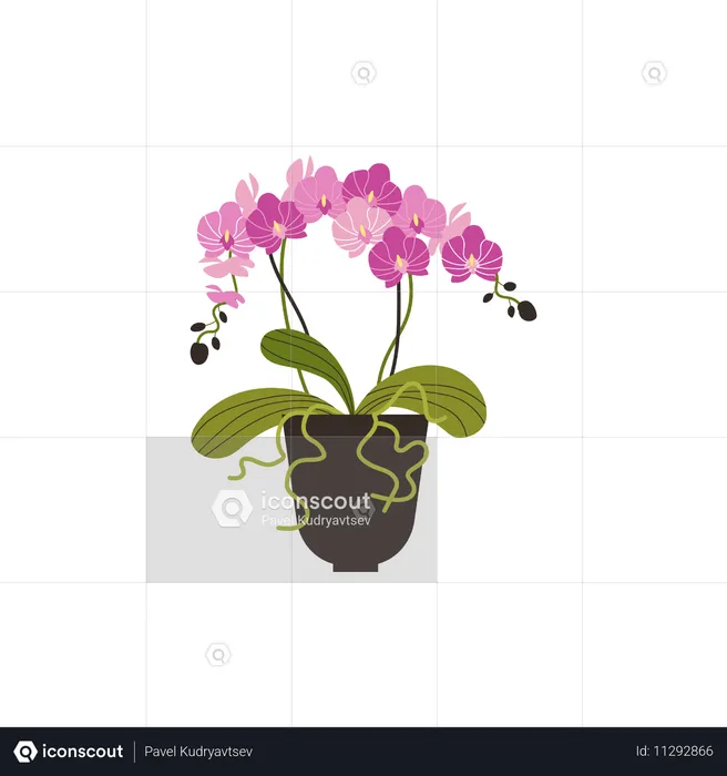 Orchidée rose en fleurs  Illustration