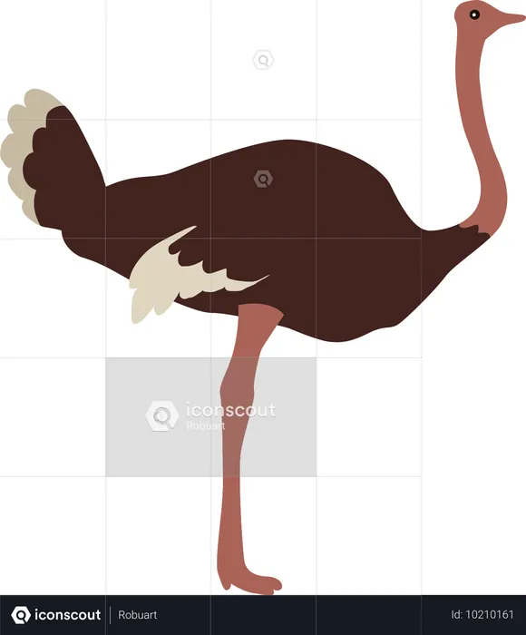 Ostrich  Illustration