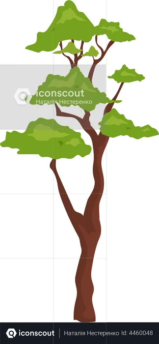 Outdoor bonsai plant  Illustration