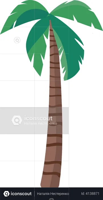 Palm tree  Illustration