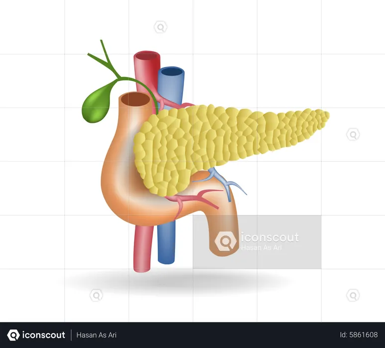 Pancreas  Illustration