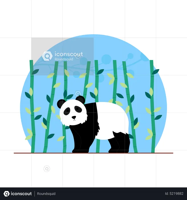 Panda  Illustration