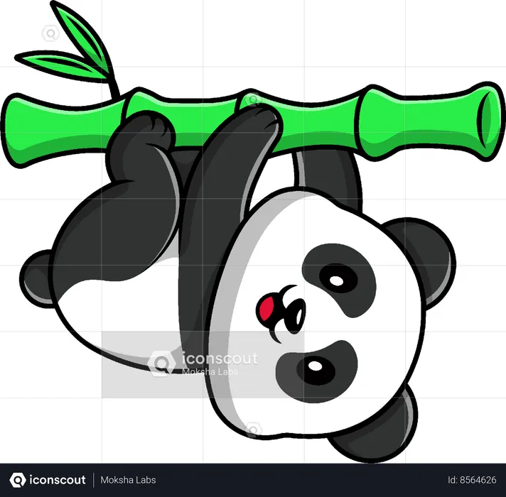 Panda Hanging Bamboo  Illustration