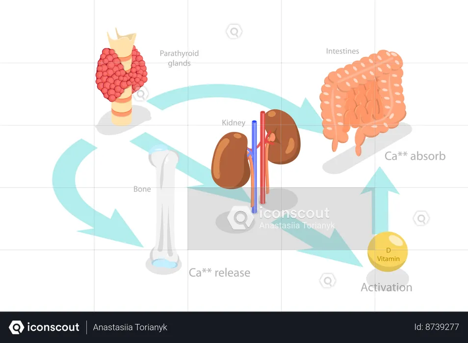 Parathyroid Hormone And Calcium Metabolism  Illustration
