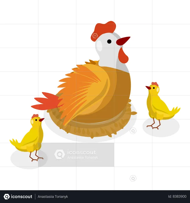 Parent rooster sits on and and give them warmth  Illustration
