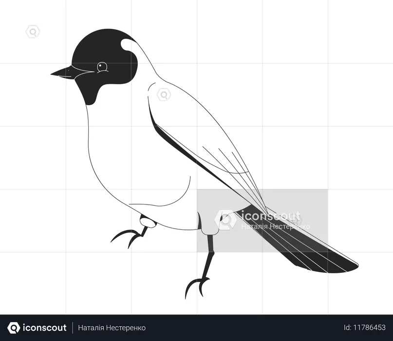 Pássaro canoro  Ilustração