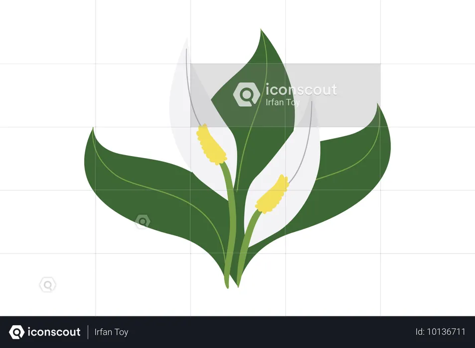 Peace Lily Plants  Illustration