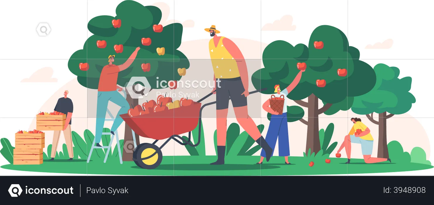 People harvesting fresh apples from the farm  Illustration