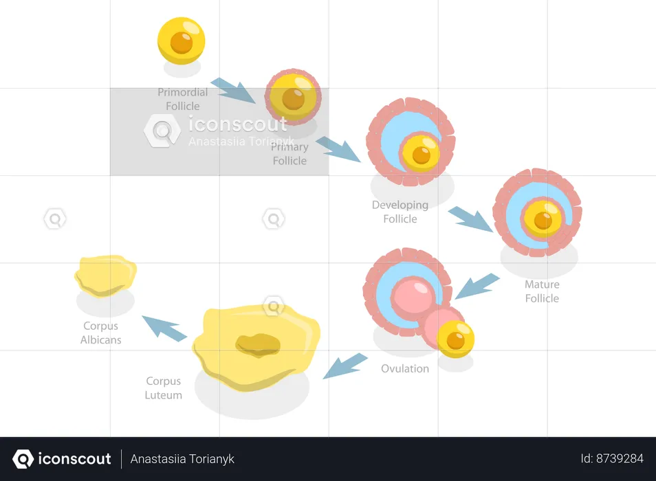 Phases lutéale et folliculaire  Illustration