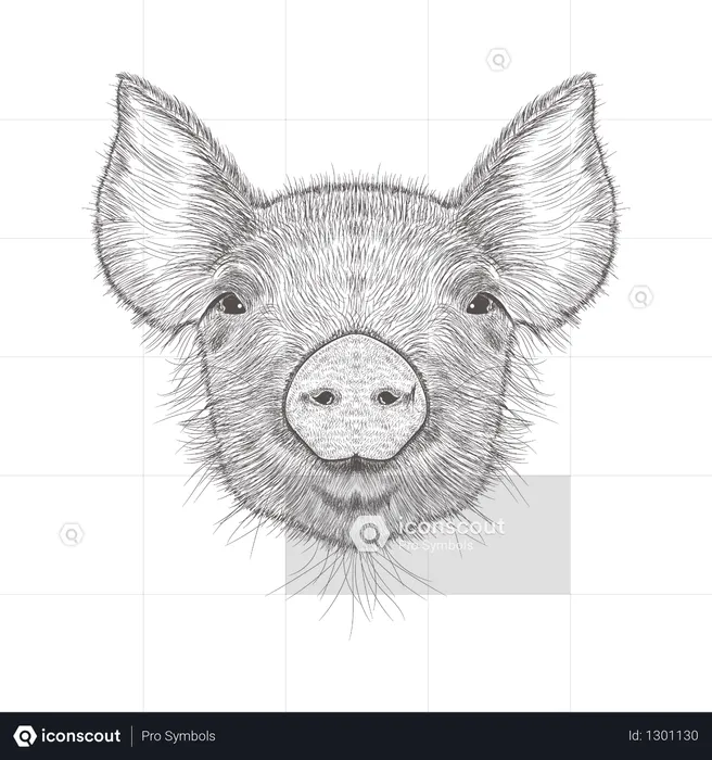 Pig  Illustration