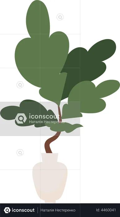 Plant with big green leaves in pot  Illustration