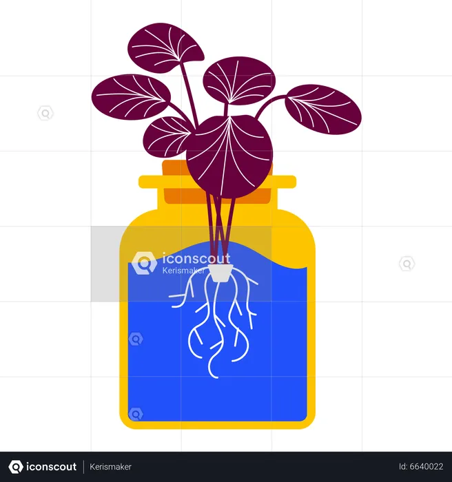 Plante hydroponique  Illustration