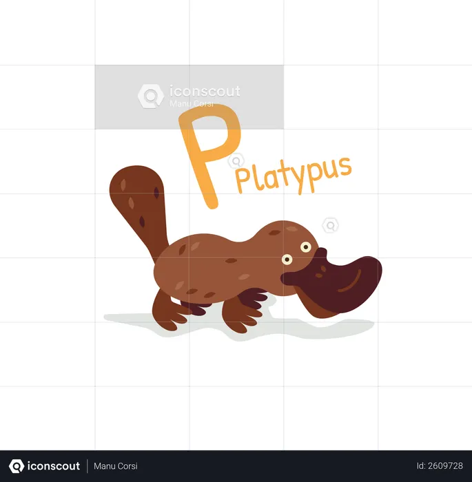 Platypus  Illustration