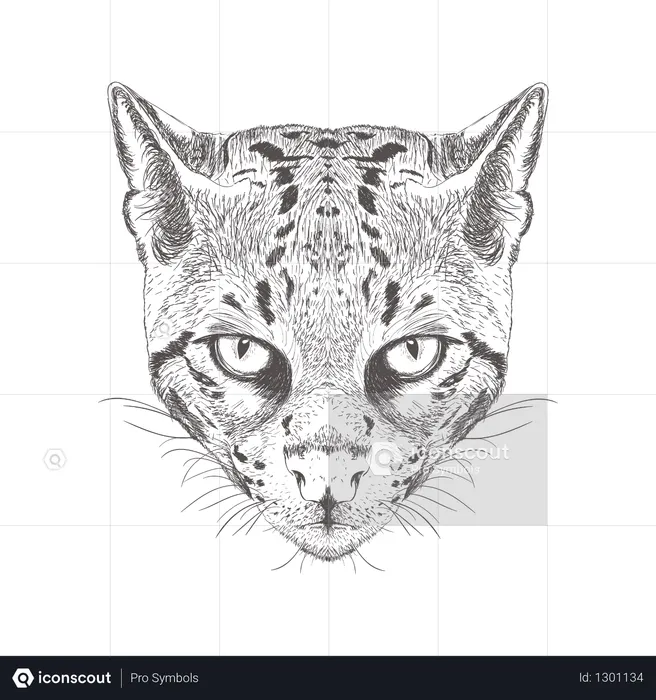 Possum  Illustration