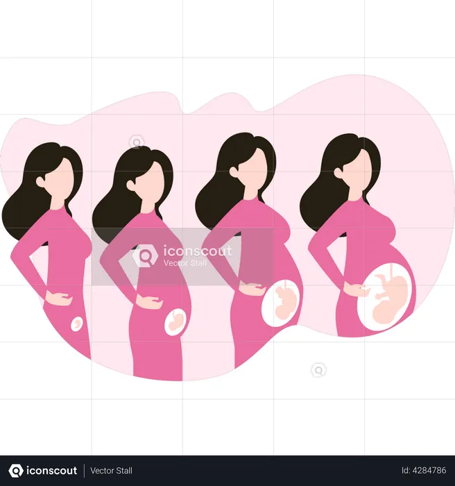 Pregnancy growth  Illustration
