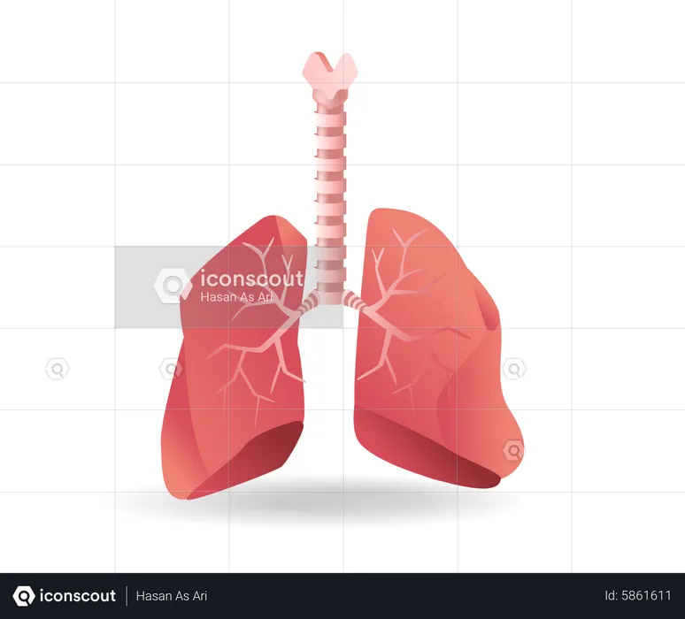 Pulmões  Ilustração