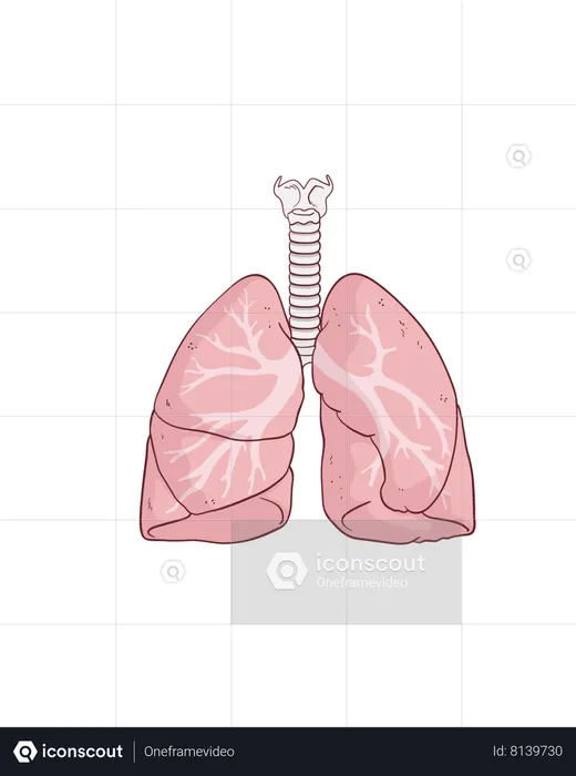 Pulmões  Ilustração