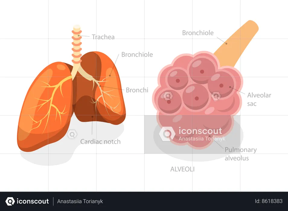 Pulmonary Alveolus  Illustration