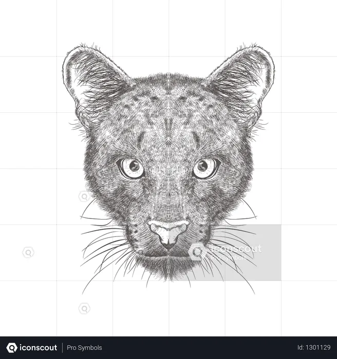 Puma  Illustration