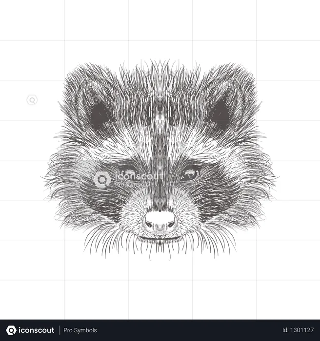Racoon  Illustration
