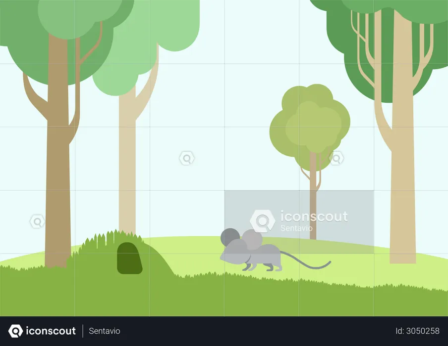 Rat  Illustration