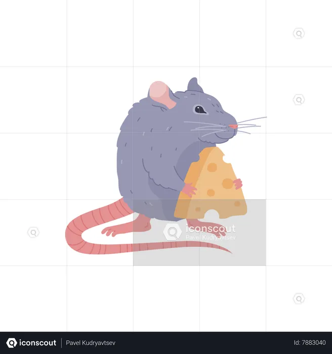 Rat holding cheese  Illustration