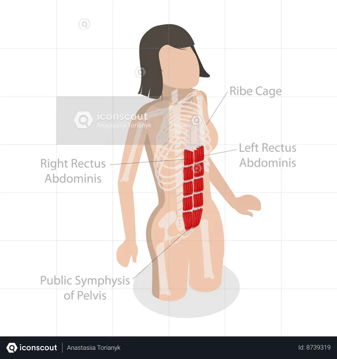 Rectus Abdominis and Core Muscle Anatomy  Illustration