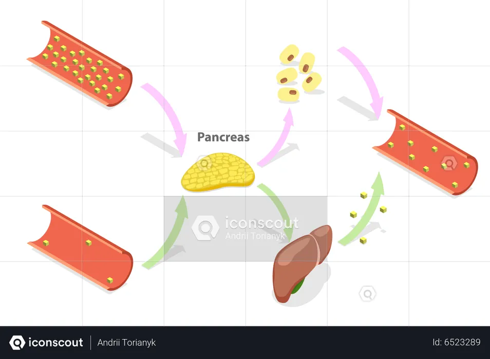 Regulando os níveis de glicose no sangue  Ilustração