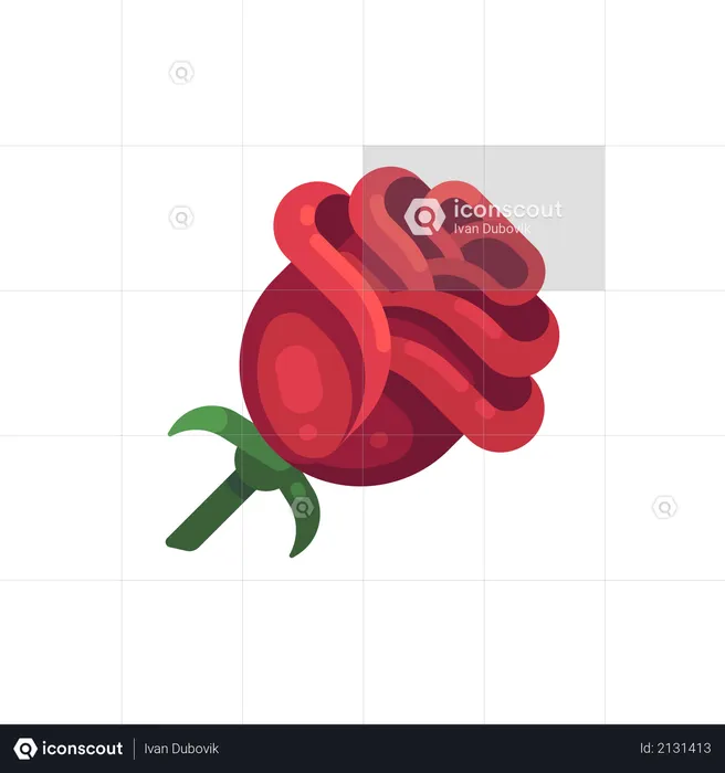 Rose  Illustration