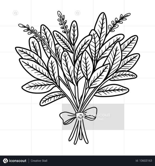 Sage Leaves  Illustration