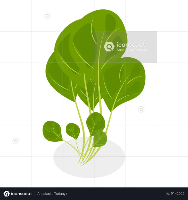 Salada verde  Ilustração