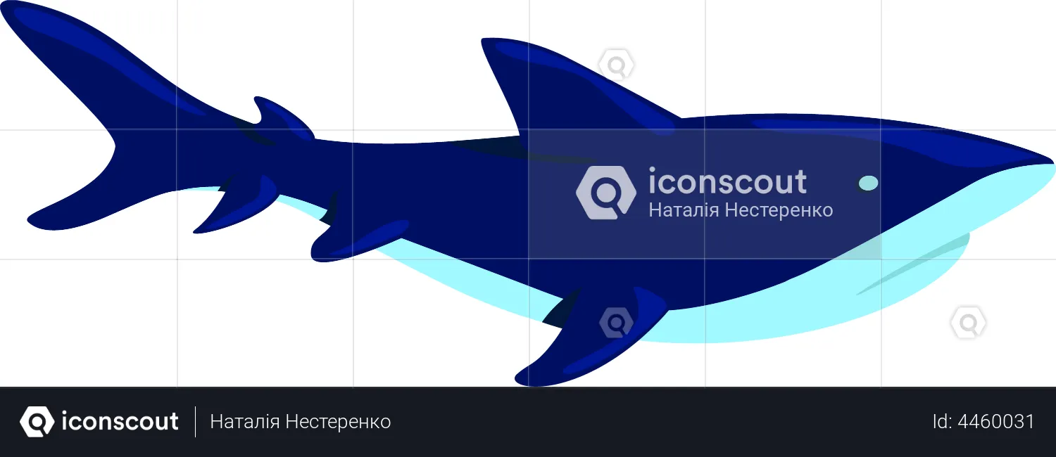 Shark  Illustration