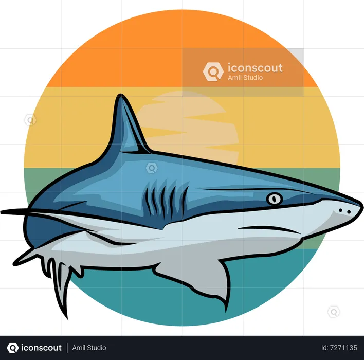 Shark  Illustration