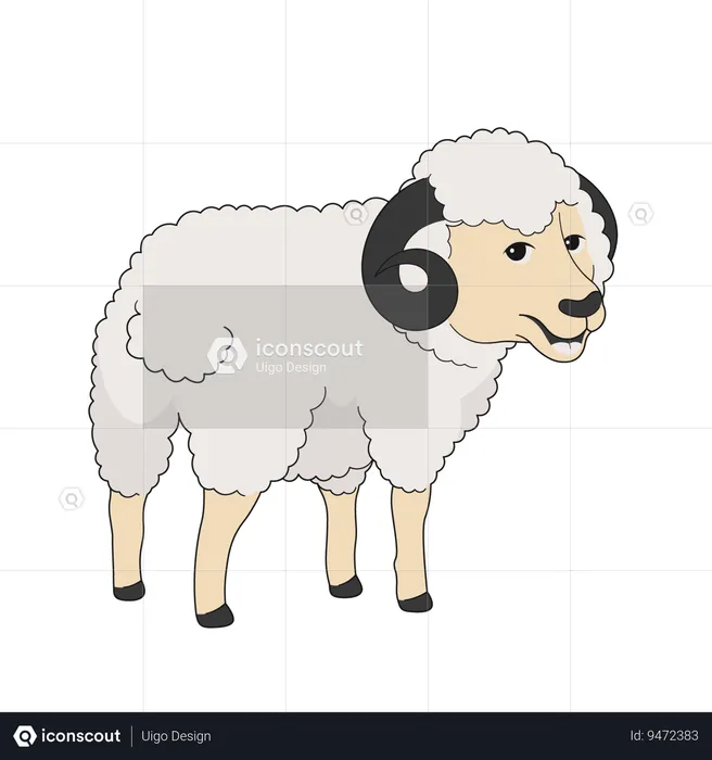 Sheep  Illustration