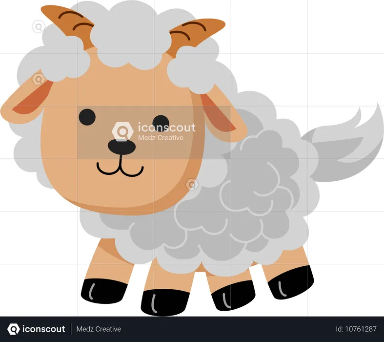 Sheep  Illustration