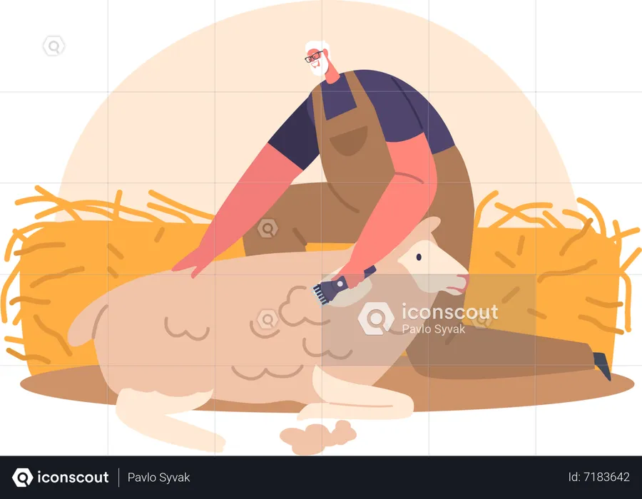 Sheepshearer Shears Wool From Sheep In Barn To Sell Or Use For Textiles  Illustration