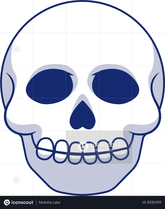 Skull  Illustration