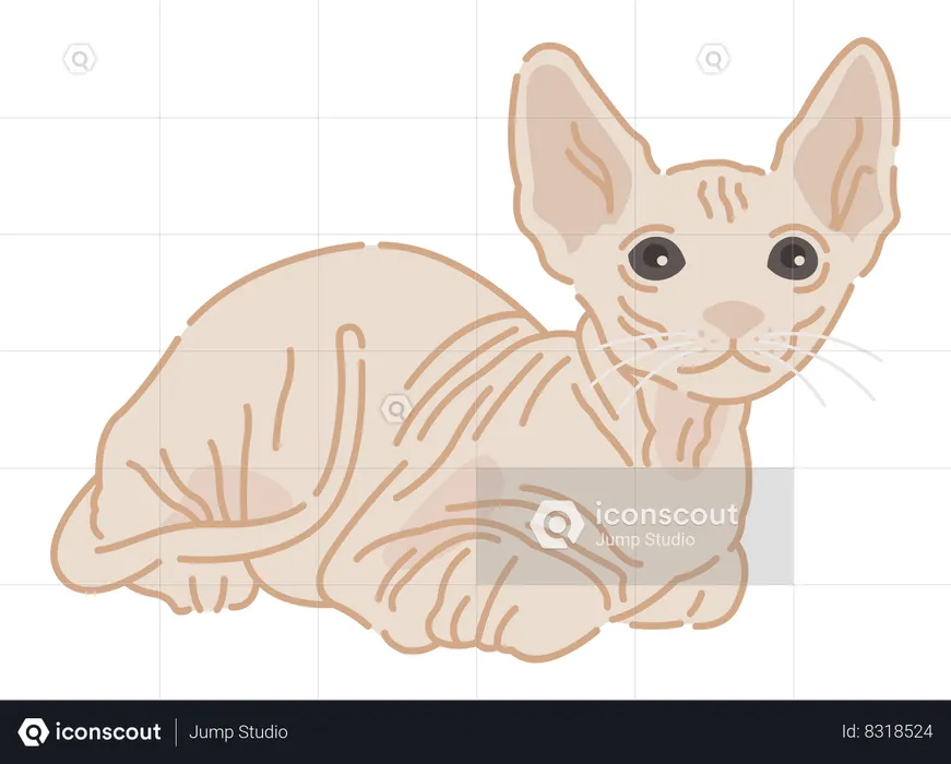 Sphynx cat  Illustration