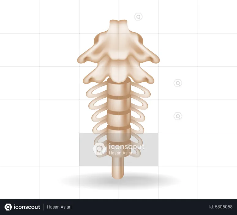 Spinal anatomy cutout  Illustration