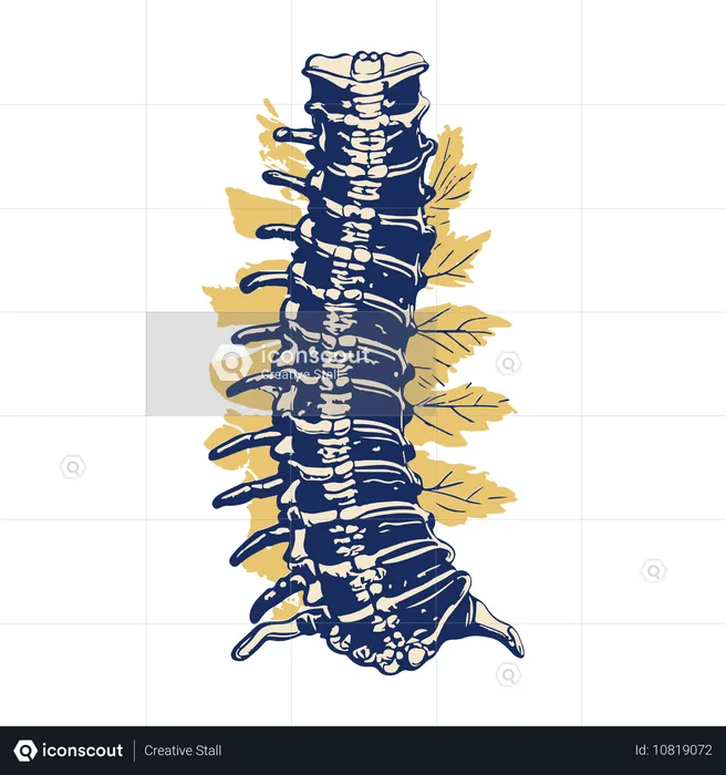 脊柱  イラスト