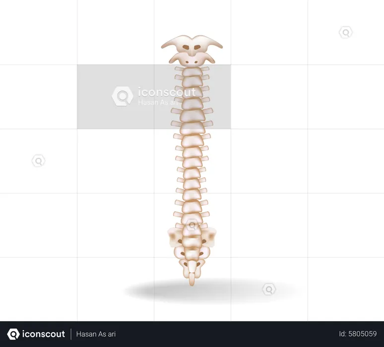 Spinal cord anatomy  Illustration
