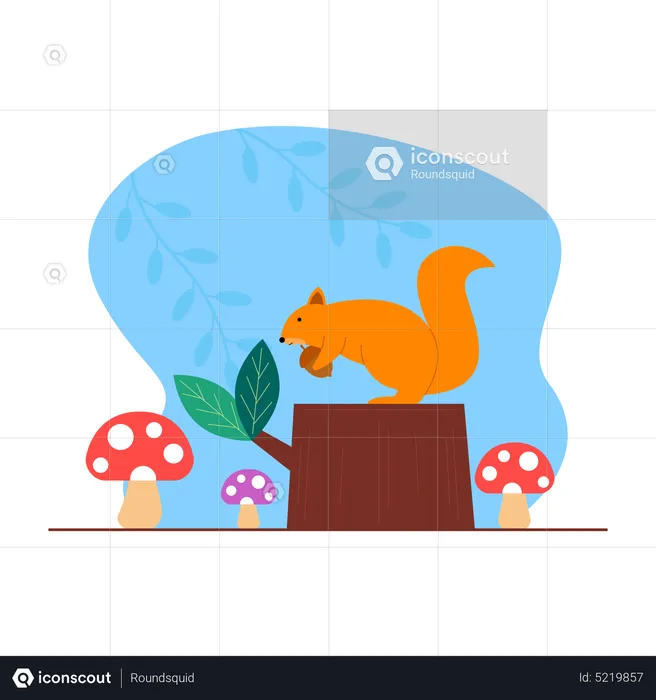 Squirrel  Illustration