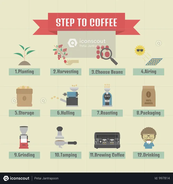 Step By Step, From Beans To Cup, Coffee Infographic  Illustration