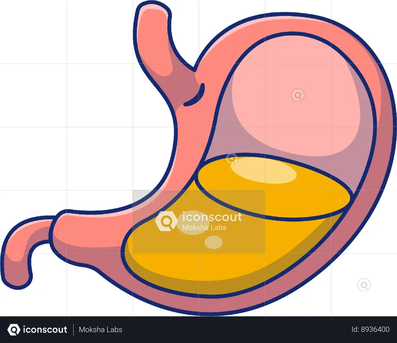 Stomach  Illustration