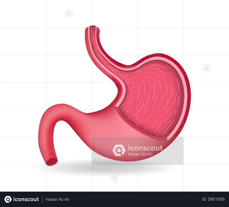 Stomach  Illustration