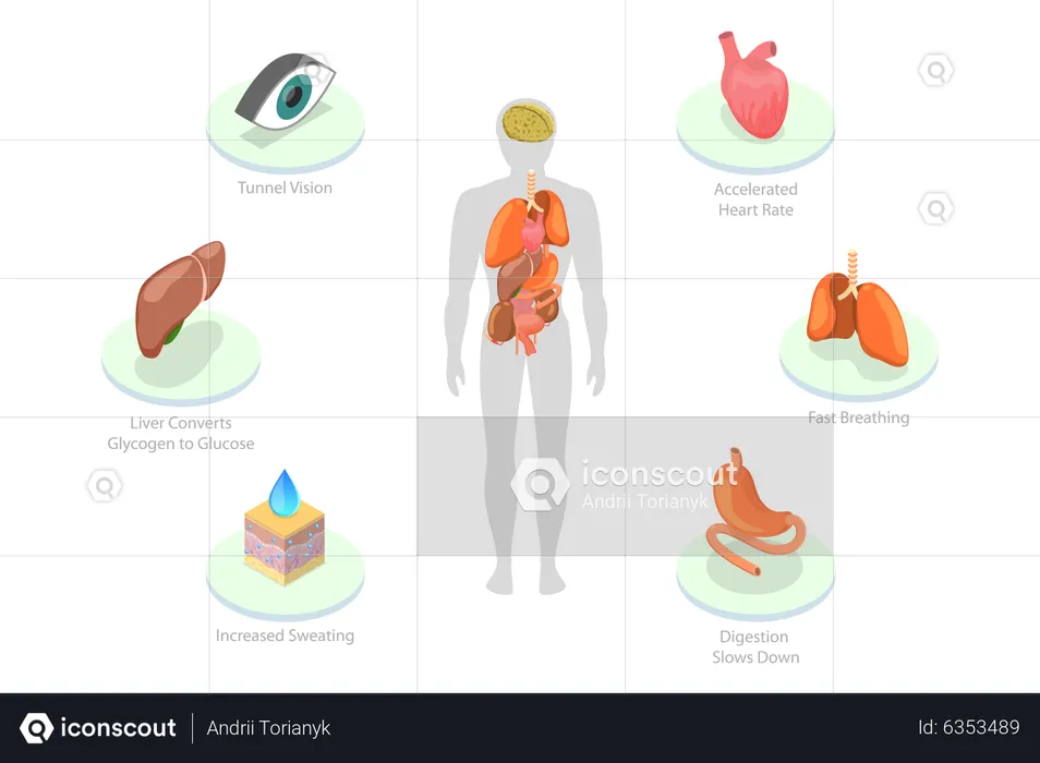 Stress Response  Illustration