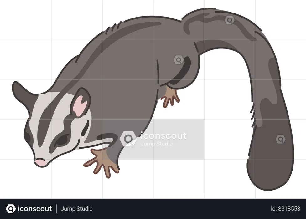 Sugar glider  Illustration